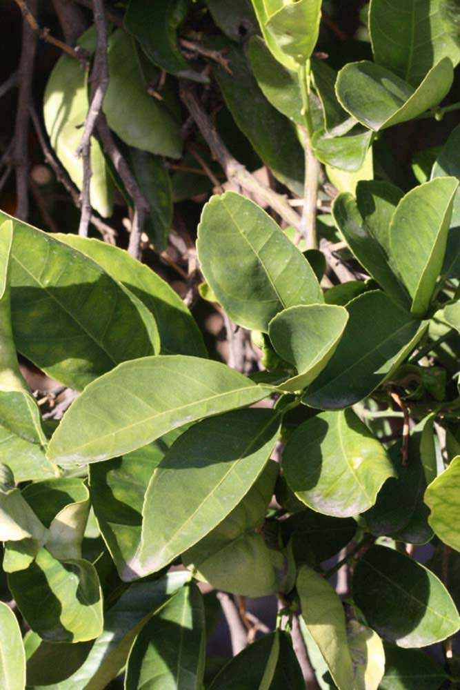            Sun leaves (Riverside, CA)   